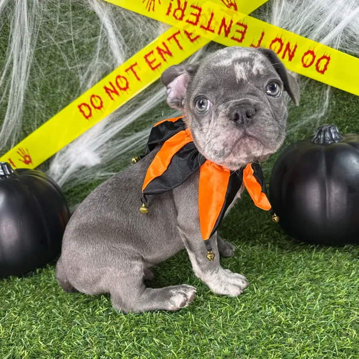 Male French Bulldog puppy named Spice for sale at Puppy Dreams - Arlington.