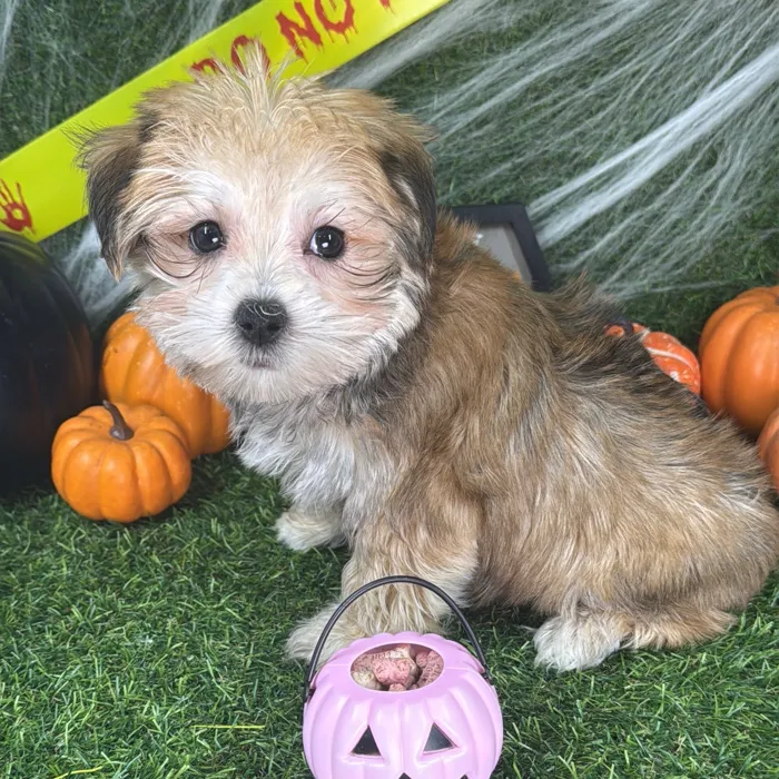 Male Morkie puppy named Ollie for sale at Puppy Dreams - Arlington.