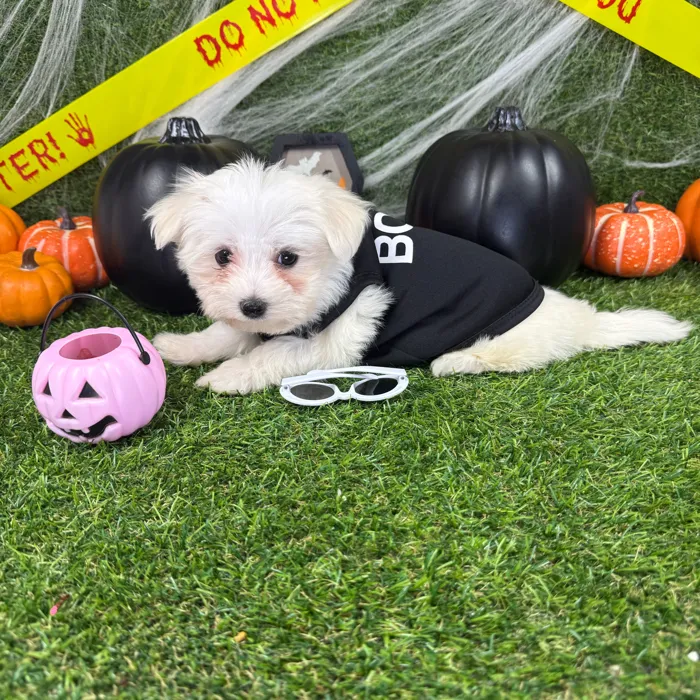 Male Maltese puppy named Casper for sale at Puppy Dreams - Arlington.