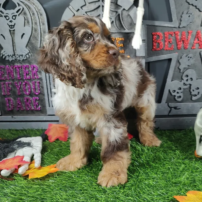 Male Cocker Spaniel puppy named Jigsaw for sale at Puppy Dreams - Mansfield.