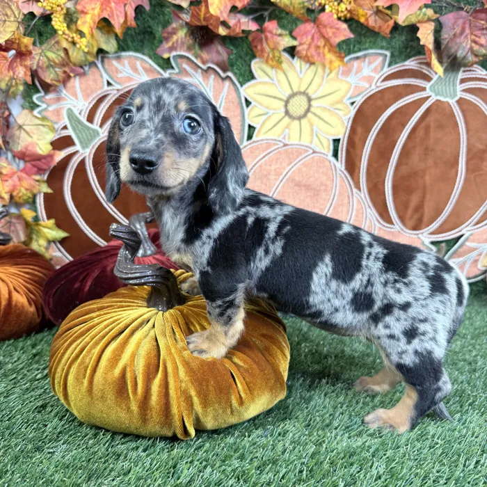 Female Dachshund puppy named Rose for sale at Puppy Dreams - Carrollton.