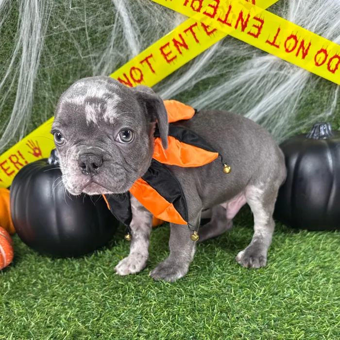 Male French Bulldog puppy named Spice for sale at Puppy Dreams - Arlington.