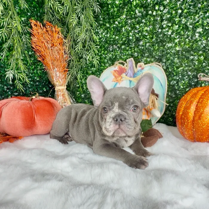 Male French Bulldog puppy named October for sale at Puppy Dreams - Denton.