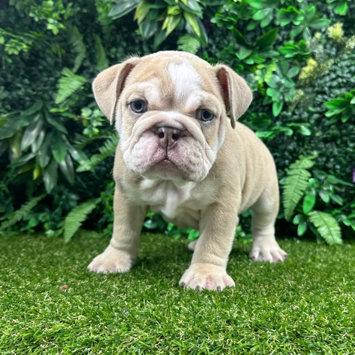 Male English Bulldog puppy named Chowder for sale at Puppy Dreams - Parks Mall.