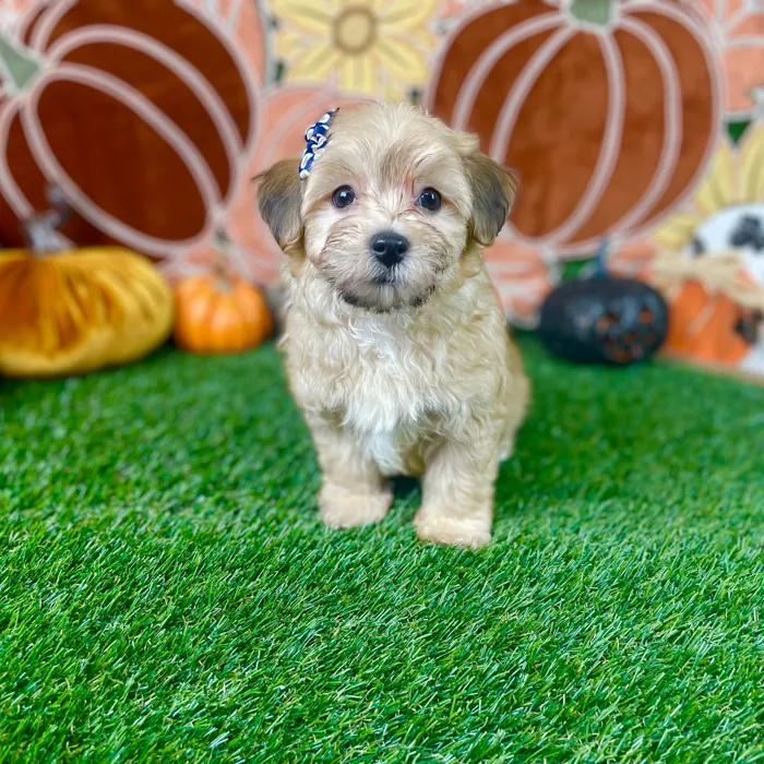 Female Maltipoo puppy named Sophie for sale at Puppy Dreams - Carrollton.