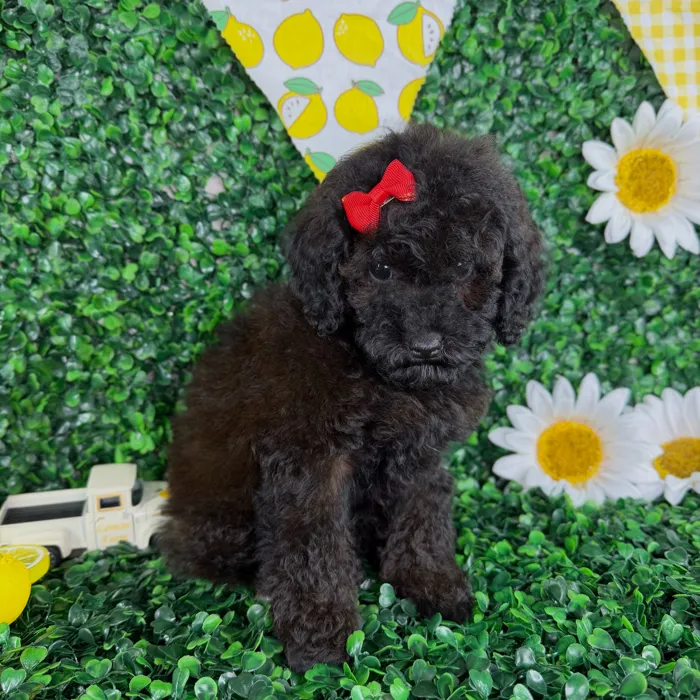 Female Toy Poodle puppy named Mia for sale at Puppy Dreams - North Richland Hills.