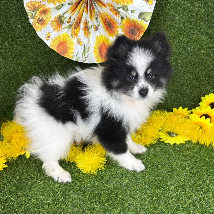 Female Pomsky puppy named Diggy for sale at Puppy Dreams - Arlington.