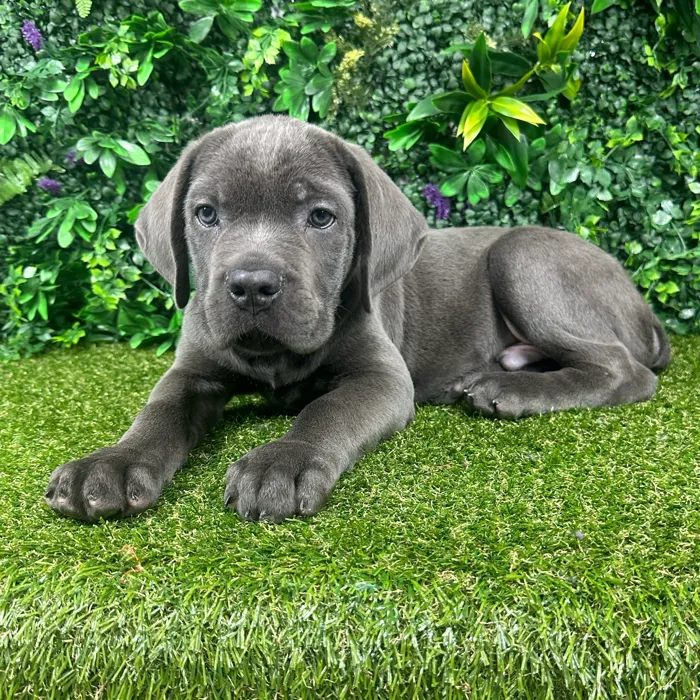 Male Cane Corso puppy named Atlas for sale at Puppy Dreams - Parks Mall.