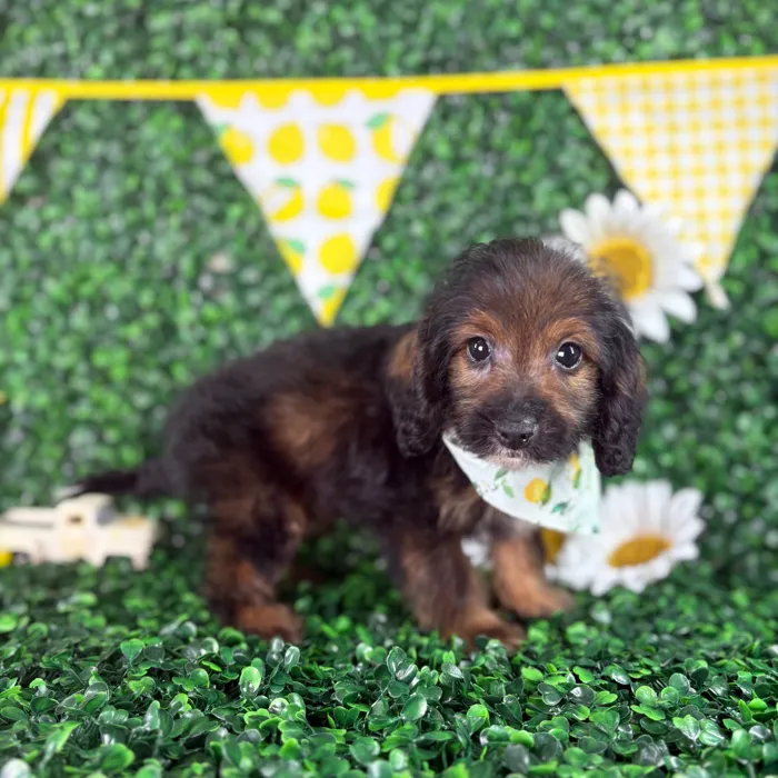 Male Cockapoo puppy named Teddy for sale at Puppy Dreams - North Richland Hills.