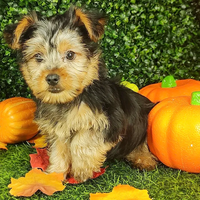 Male Yorkie puppy named *Frodo* for sale at Puppy Dreams - Mansfield.