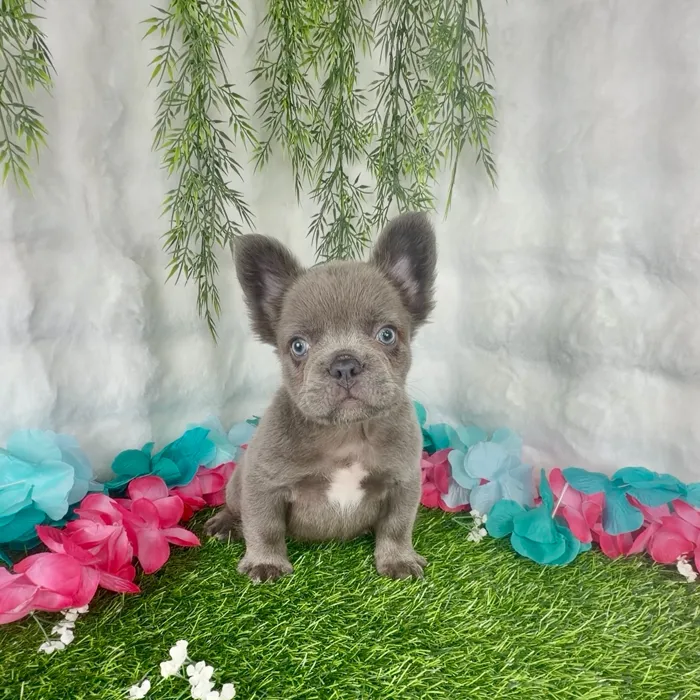 Male Fluffy French Bulldog puppy named Dorito for sale at Puppy Dreams - Denton.