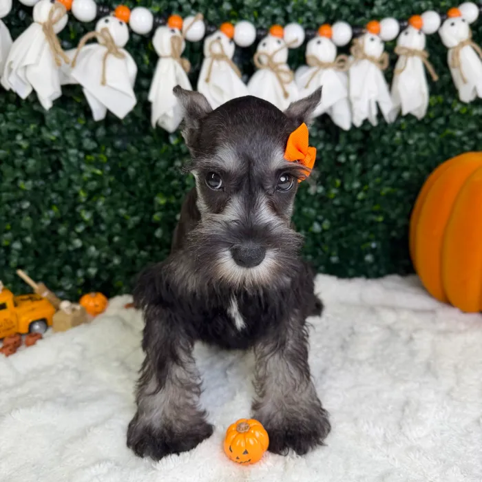 Female Mini Schnauzer puppy named Dior for sale at Puppy Dreams - Garland.