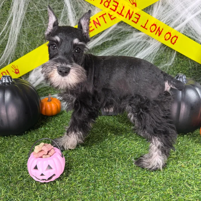 Male Mini Schnauzer puppy named Patch for sale at Puppy Dreams - Arlington.
