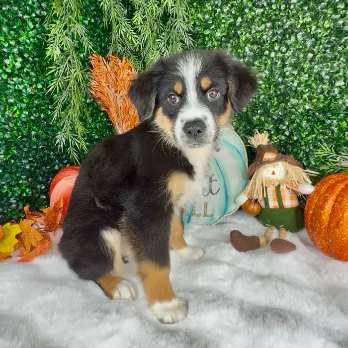 Unknown Mini Aussie puppy named Rusty for sale at Puppy Dreams - Denton.