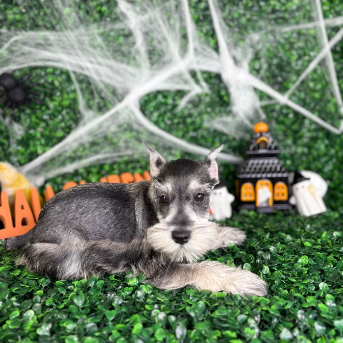 Male Mini Schnauzer puppy named King for sale at Puppy Dreams - North Richland Hills.