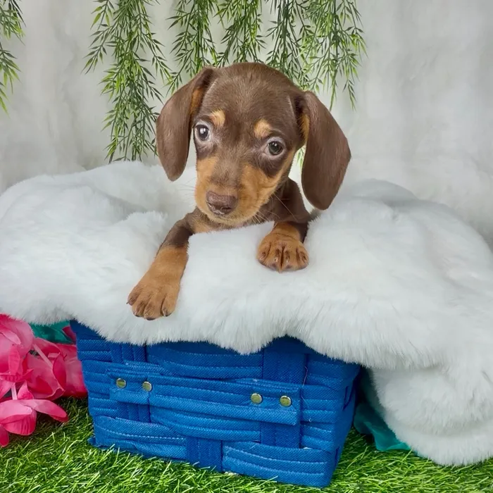 Male Dachshund puppy named Taffy for sale at Puppy Dreams - Denton.