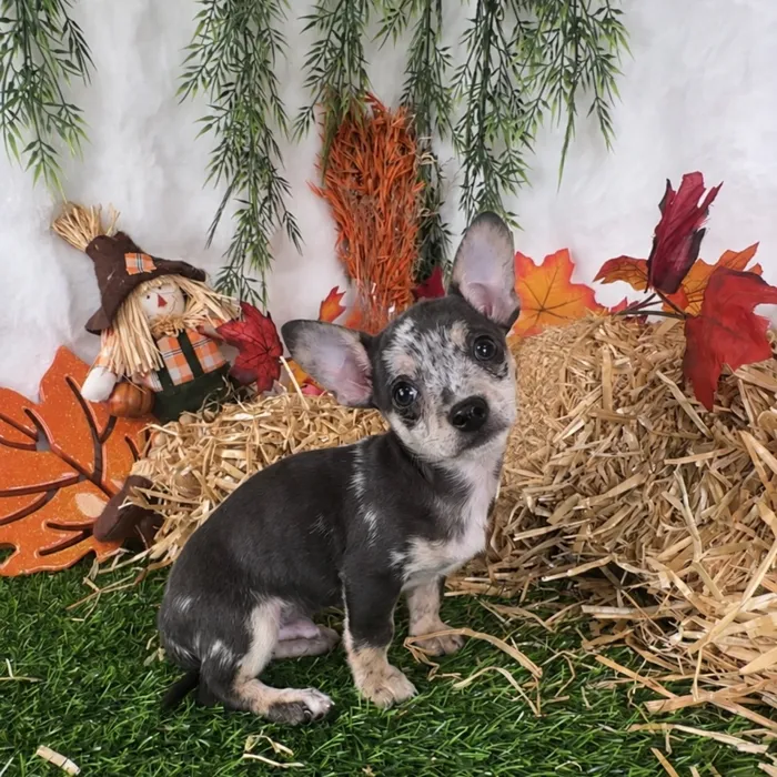 Male Chihuahua puppy named Tesla for sale at Puppy Dreams - Denton.