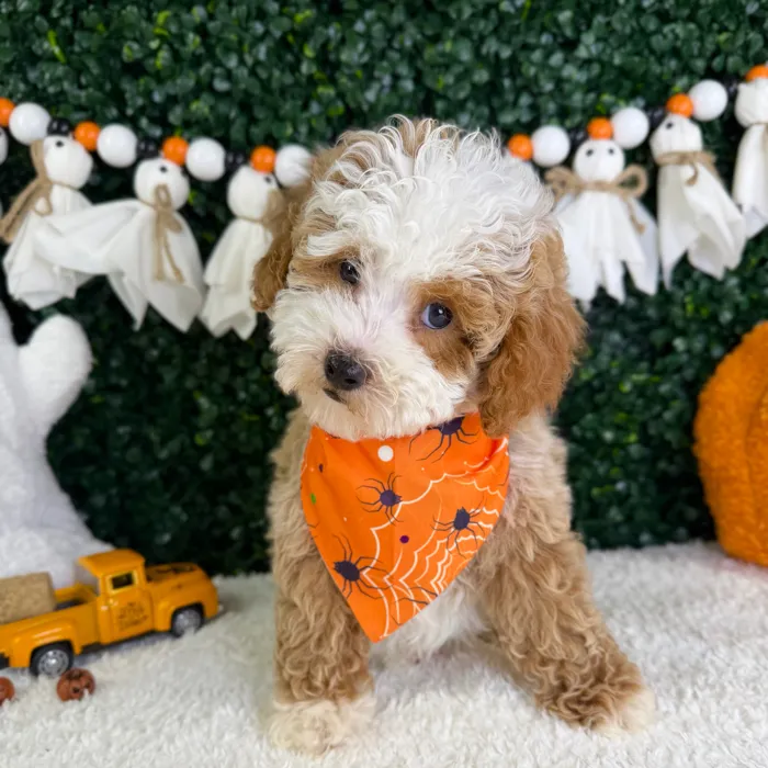 Male Mini Poodle puppy named Toby for sale at Puppy Dreams - Garland.