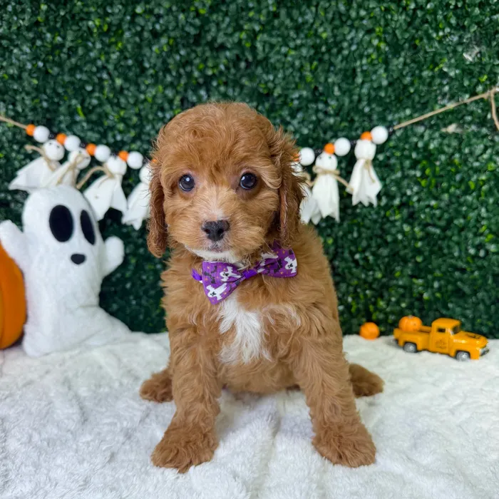 Male Cavapoo puppy named Peanut for sale at Puppy Dreams - Garland.