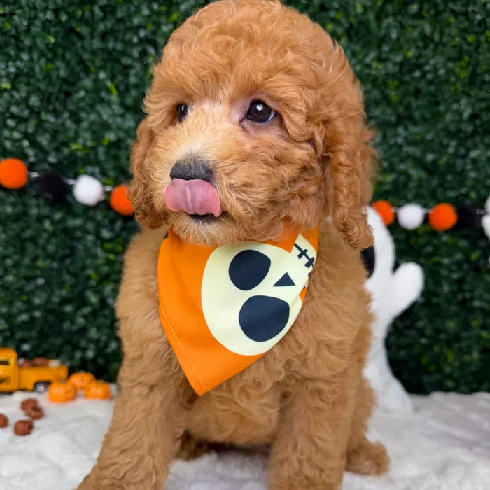Male Mini Goldendoodle puppy named Nico for sale at Puppy Dreams - Garland.