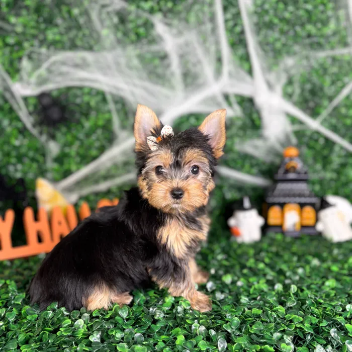 Female Yorkie puppy named Honey for sale at Puppy Dreams - North Richland Hills.