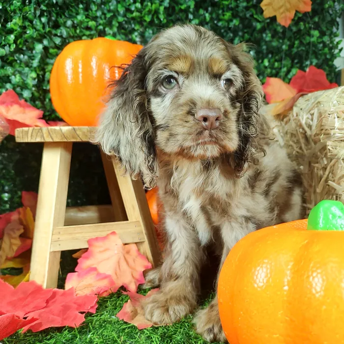 Male Cocker Spaniel puppy named Ruffles for sale at Puppy Dreams - Mansfield.