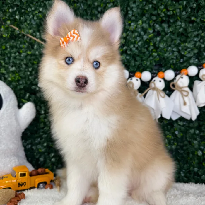 Female Pomsky puppy named Lovey for sale at Puppy Dreams - Garland.