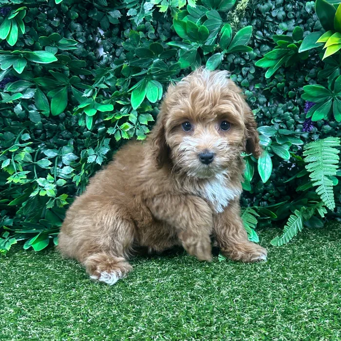 Female Cockapoo puppy named Sophie for sale at Puppy Dreams - Parks Mall.