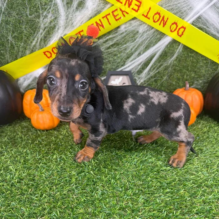 Male Dachshund puppy named Milo for sale at Puppy Dreams - Arlington.