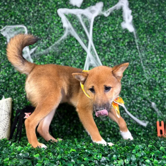 Male Shiba Inu puppy named Kai for sale at Puppy Dreams - North Richland Hills.