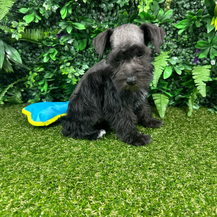 Male Mini Schnauzer puppy named Biscuit for sale at Puppy Dreams - Parks Mall.
