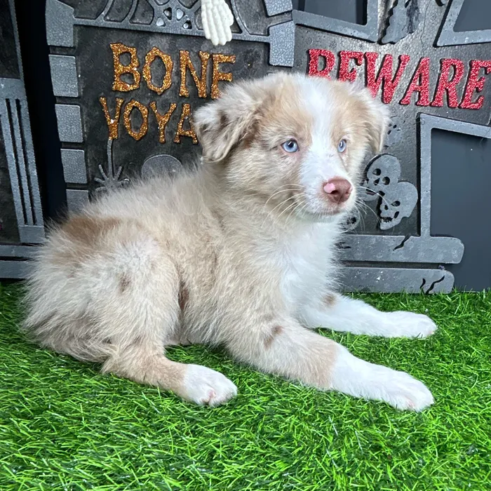 Male Mini Aussie puppy named *Art* for sale at Puppy Dreams - Mansfield.