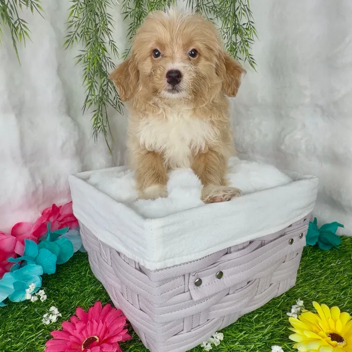 Male Pom-A-Poo puppy named Eminem for sale at Puppy Dreams - Denton.