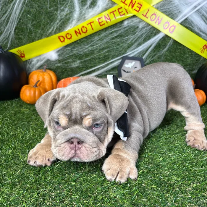 Male English Bulldog puppy named Chubbs for sale at Puppy Dreams - Arlington.