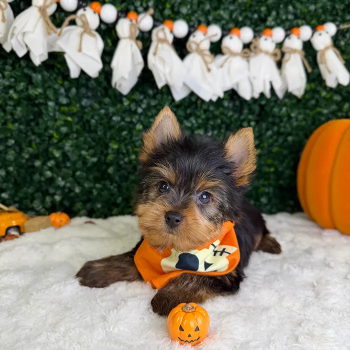 Male Yorkie puppy named Aspen for sale at Puppy Dreams - Garland.