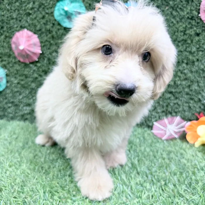 Male Pom-A-Poo puppy named Toni for sale at Puppy Dreams - Carrollton.