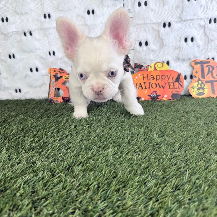 Male Fluffy French Bulldog puppy named Caine for sale at Puppy Dreams - Carrollton.