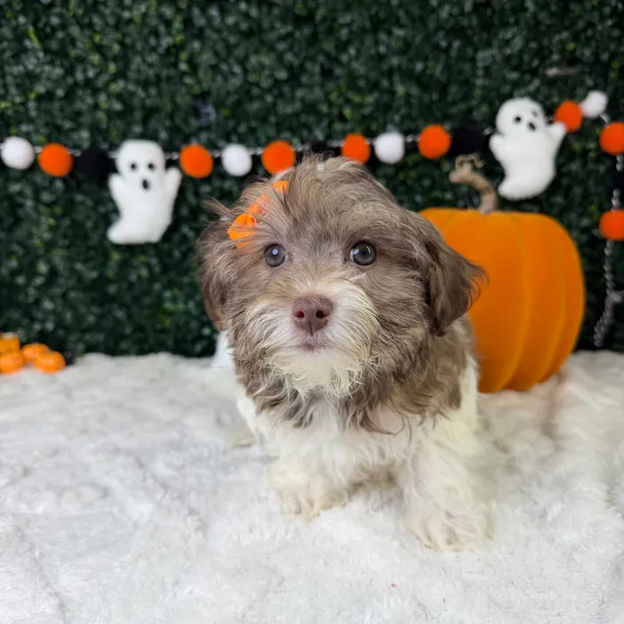 Female Havanese puppy named Lola for sale at Puppy Dreams - Garland.