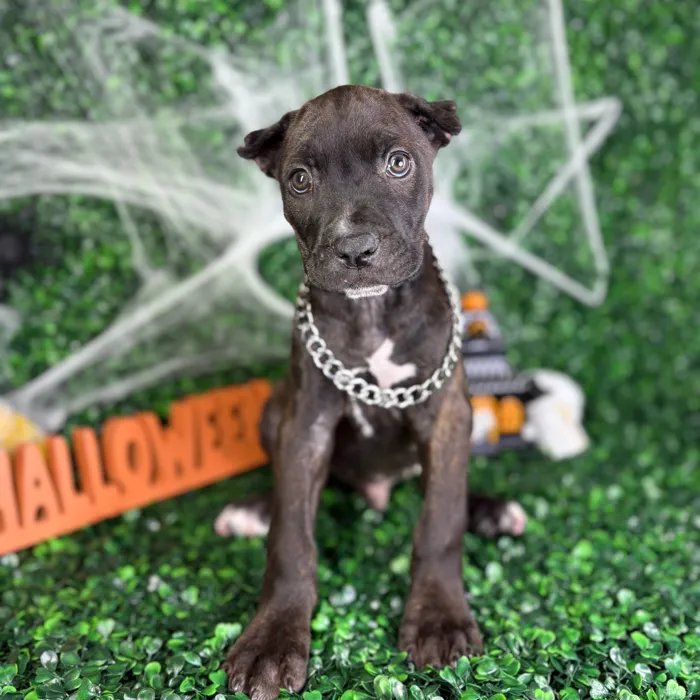 Male Cane Corso puppy named Bones for sale at Puppy Dreams - North Richland Hills.