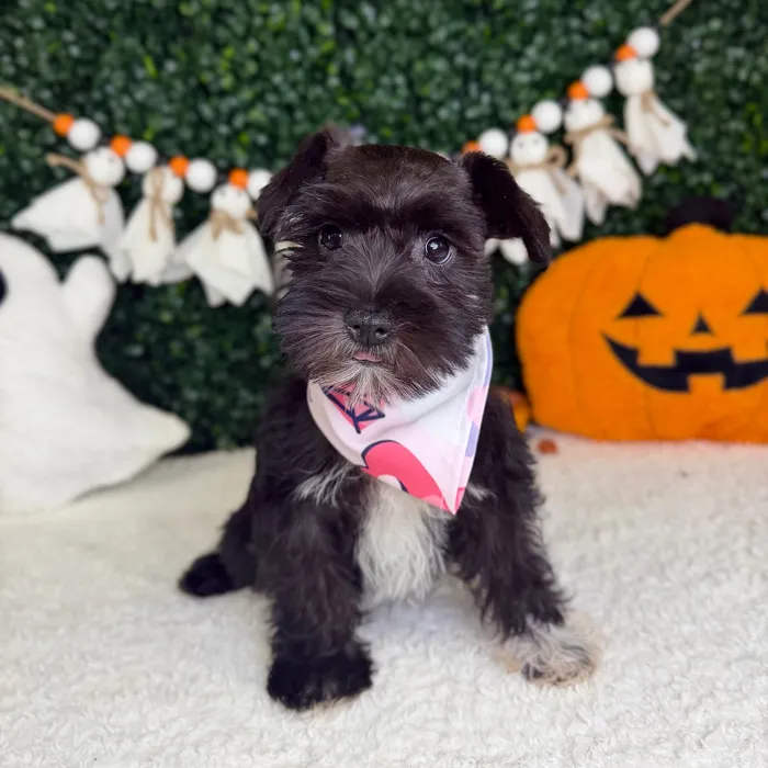 Female Mini Schnauzer puppy named Dahlia for sale at Puppy Dreams - Garland.