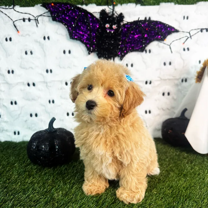 Female Bichon-Poodle puppy named Chanel for sale at Puppy Dreams - Carrollton.