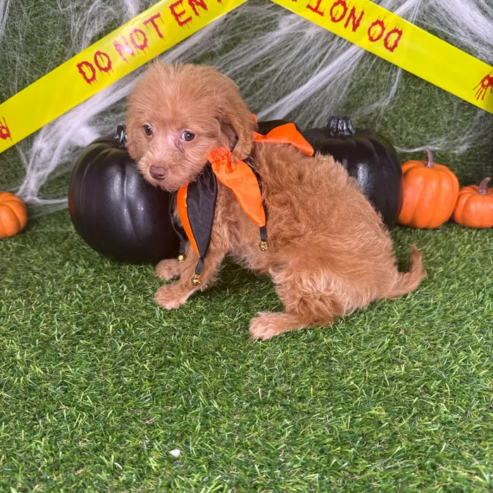 Male Mini Goldendoodle puppy named Jasper for sale at Puppy Dreams - Arlington.