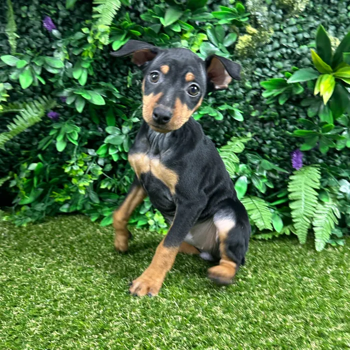 Female Min Pin puppy named Connie for sale at Puppy Dreams - Parks Mall.