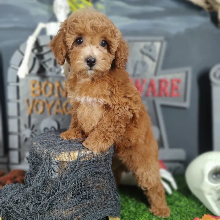 Female Cockapoo puppy named Cinnamon for sale at Puppy Dreams - Mansfield.