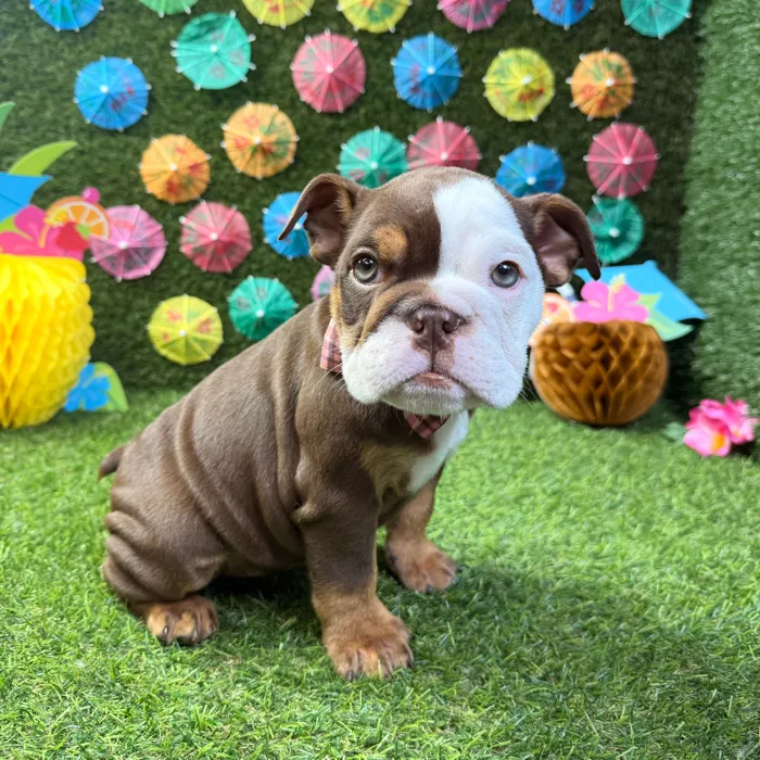 Female English Bulldog puppy named Bella for sale at Puppy Dreams - Carrollton.