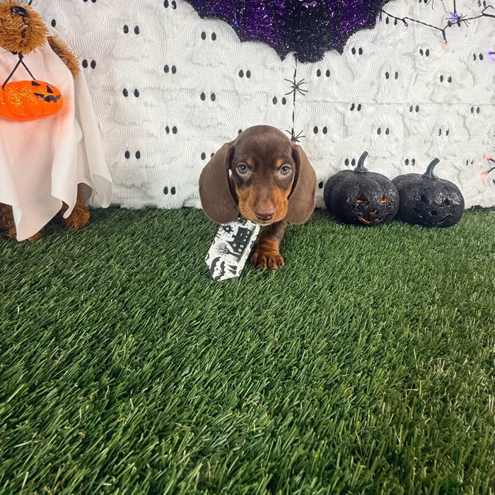 Male Dachshund puppy named Gidget for sale at Puppy Dreams - Carrollton.