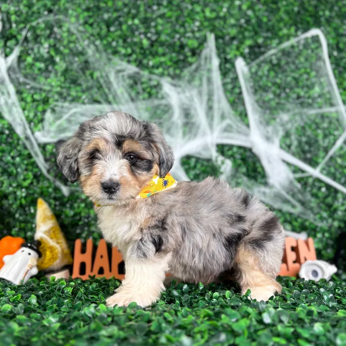 Male Mini Aussie Poo puppy named Bluey for sale at Puppy Dreams - North Richland Hills.