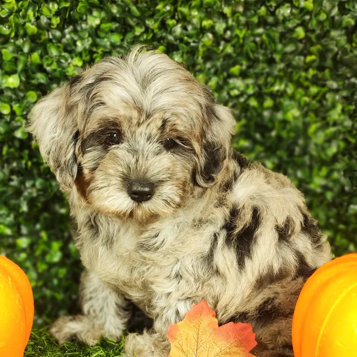 Male Mini Goldendoodle puppy named *Gandalf* for sale at Puppy Dreams - Mansfield.