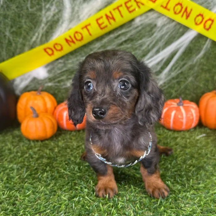 Male Dachshund puppy named Toby for sale at Puppy Dreams - Arlington.