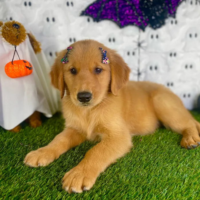 Female Golden Retriever puppy named Juliet for sale at Puppy Dreams - Carrollton.